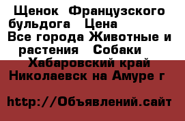 Щенок  Французского бульдога › Цена ­ 35 000 - Все города Животные и растения » Собаки   . Хабаровский край,Николаевск-на-Амуре г.